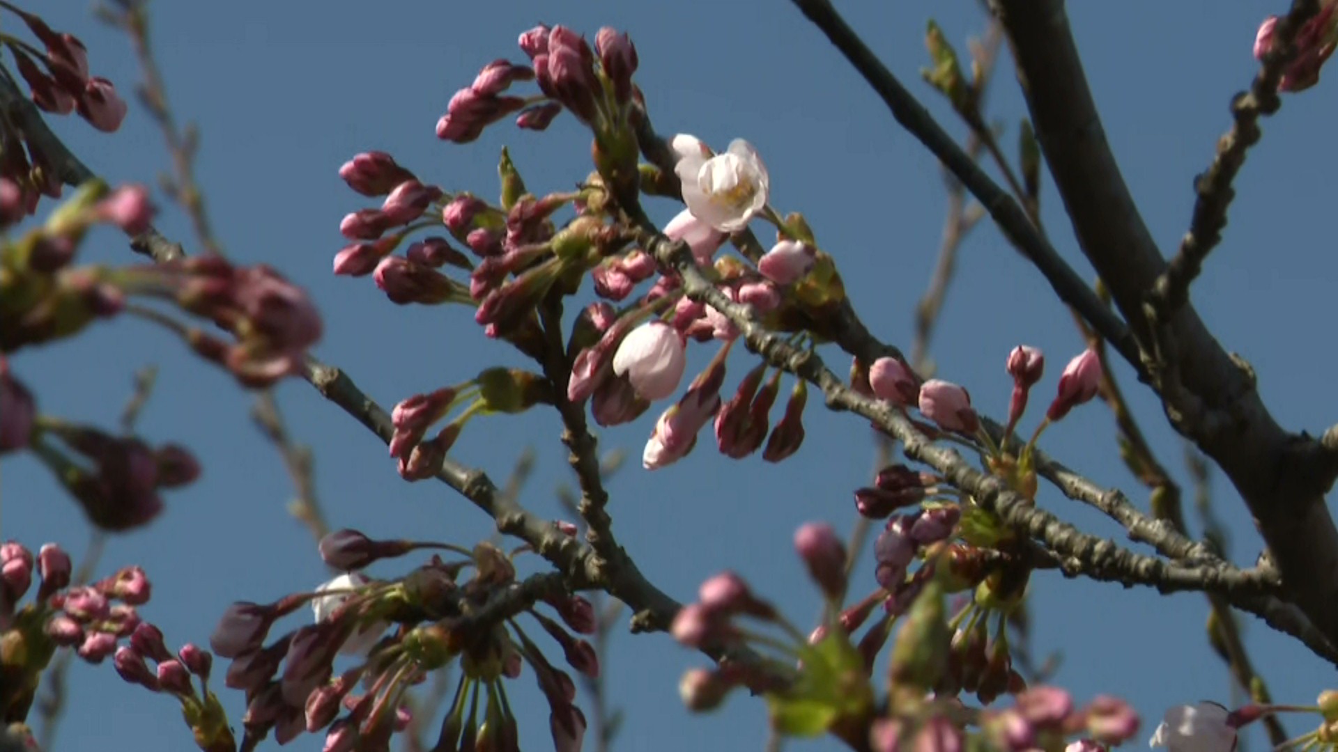 開花した北海道松前町のソメイヨシノ