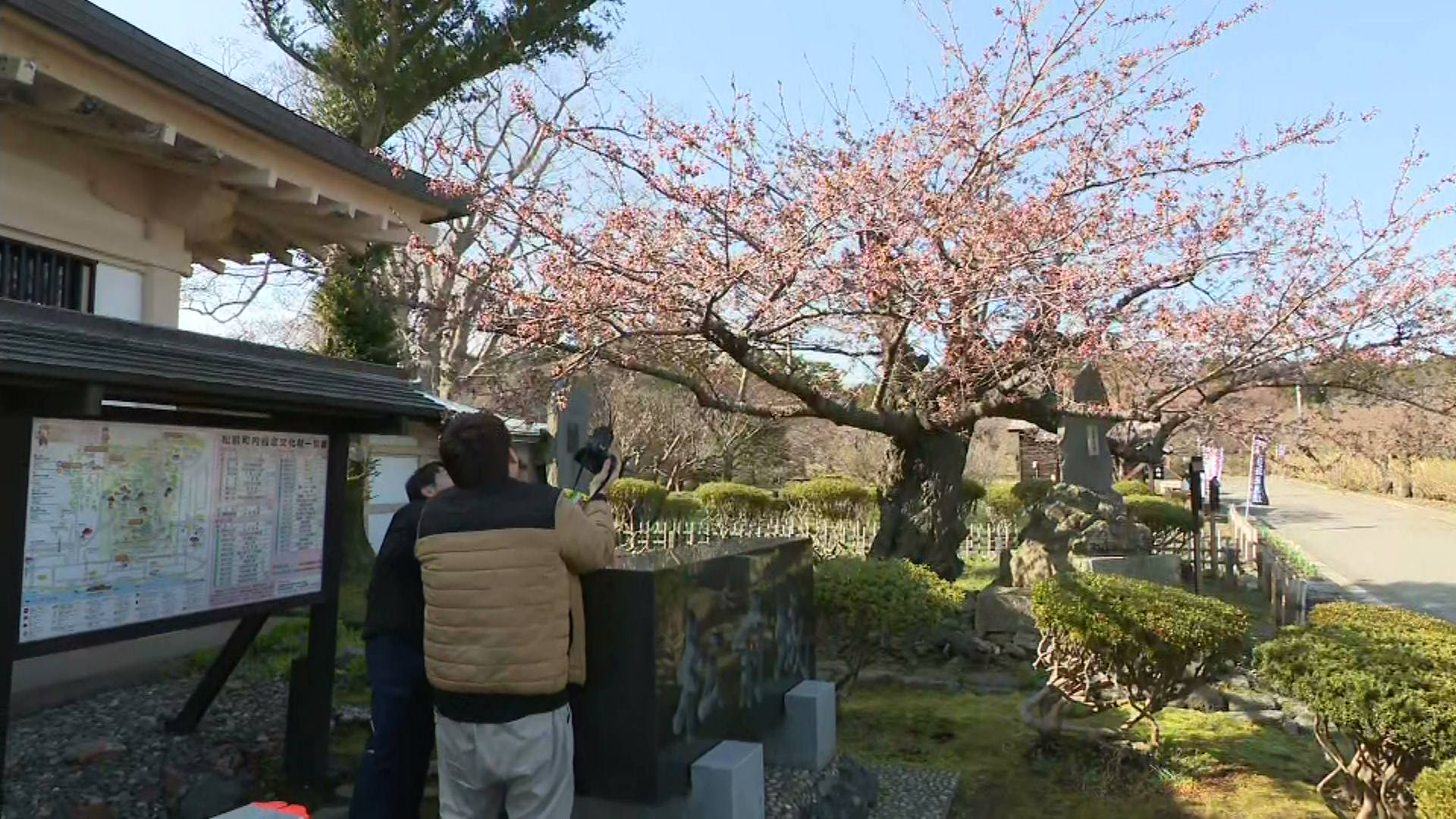 開花した北海道松前町のソメイヨシノ