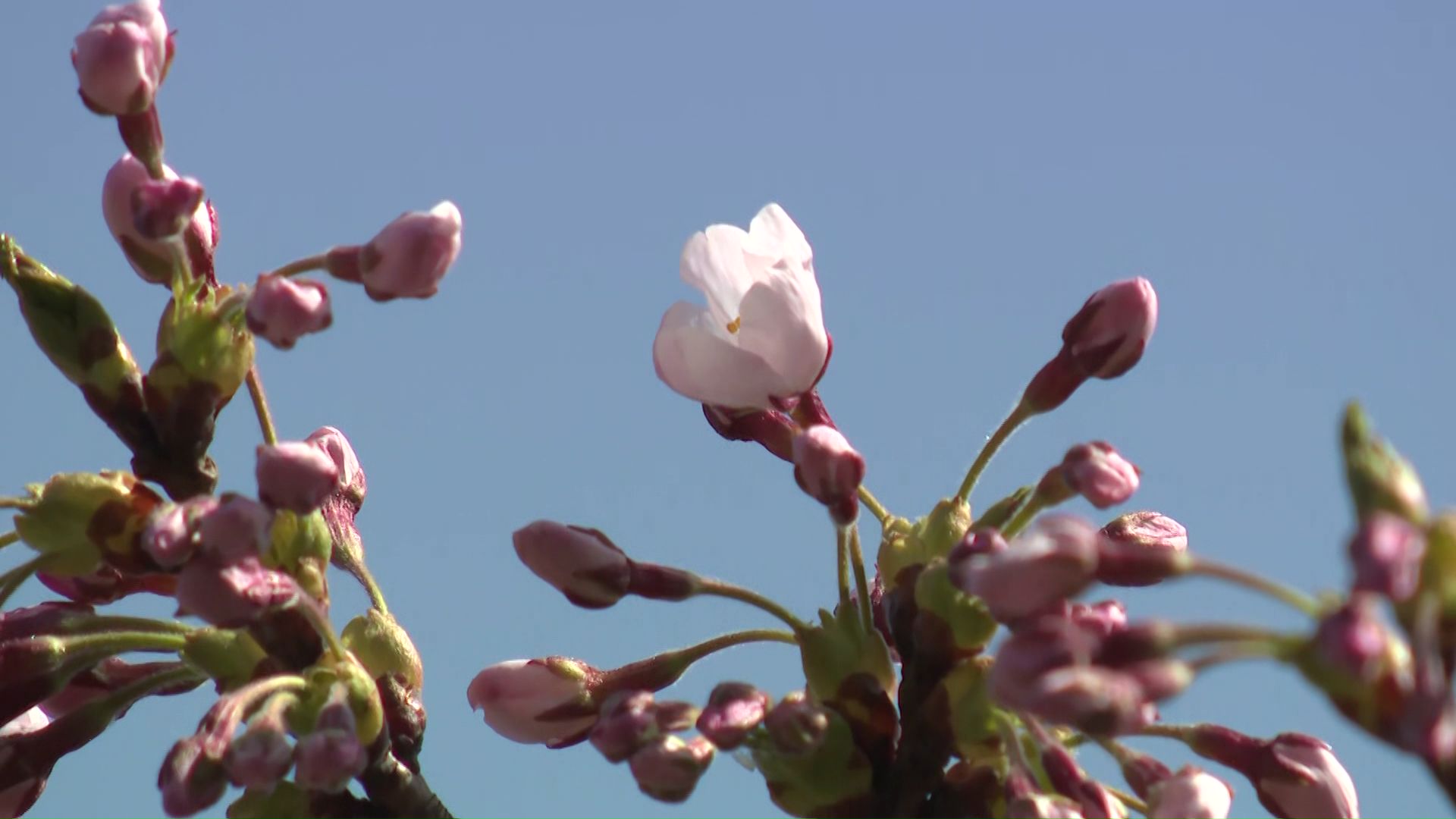 松前公園では13日午後3時に開花を宣言