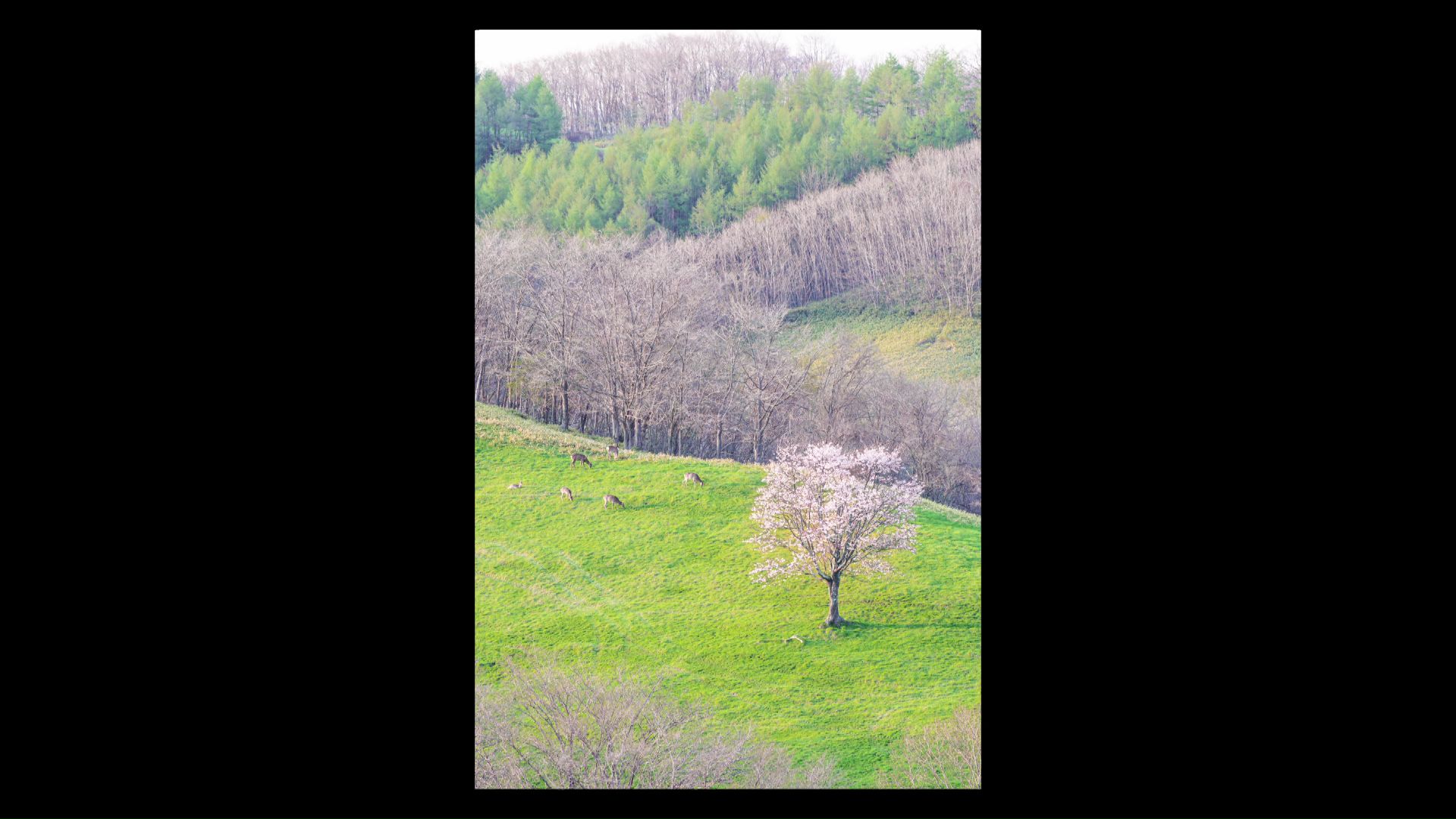 西川文彬さんが撮影した写真