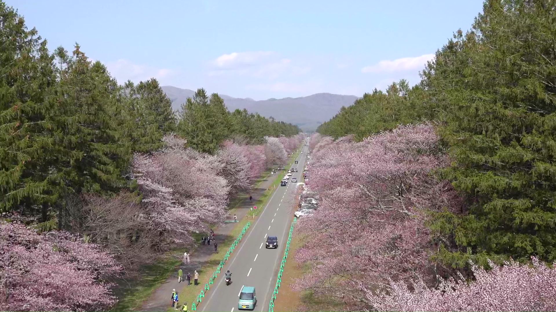新ひだか町・二十間道路桜並木