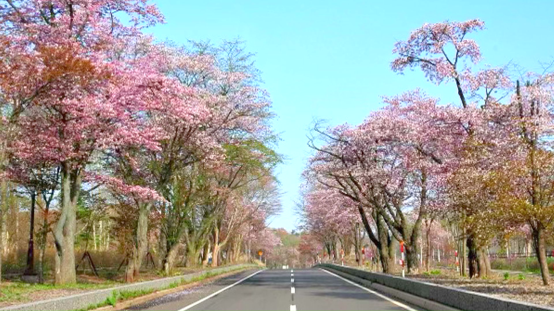 登別市・登別桜並木