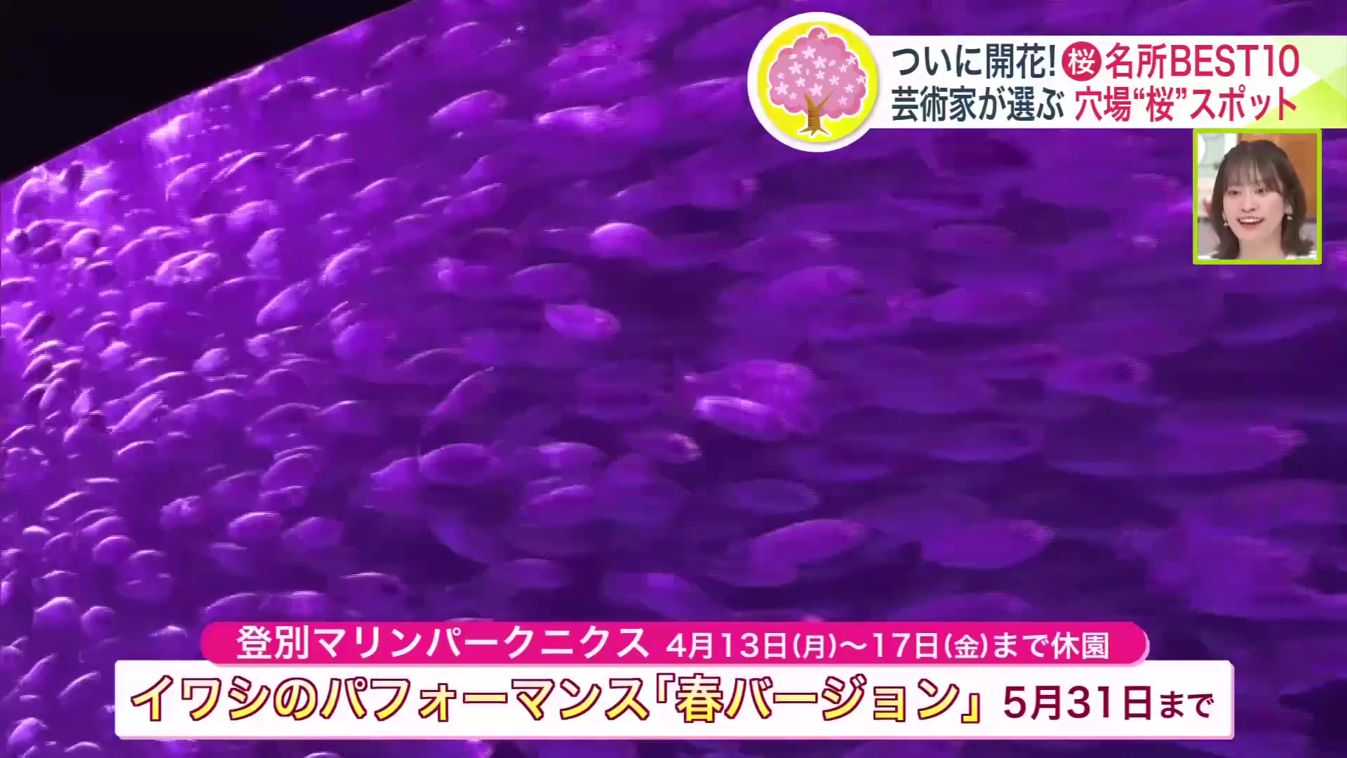 「イワシのパフォーマンス・春バージョン」(5月31日まで)