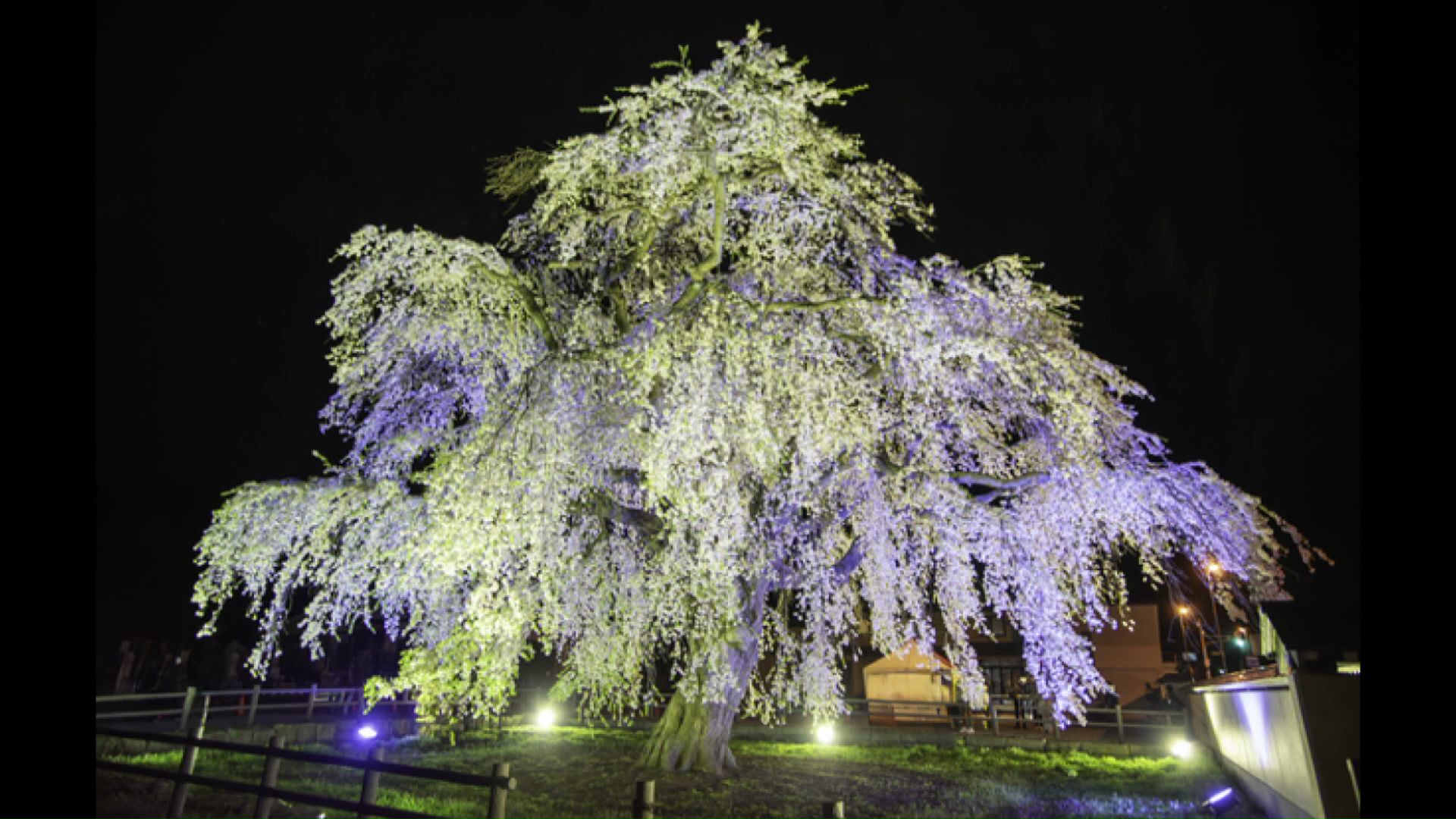 北斗市・法亀寺しだれ桜