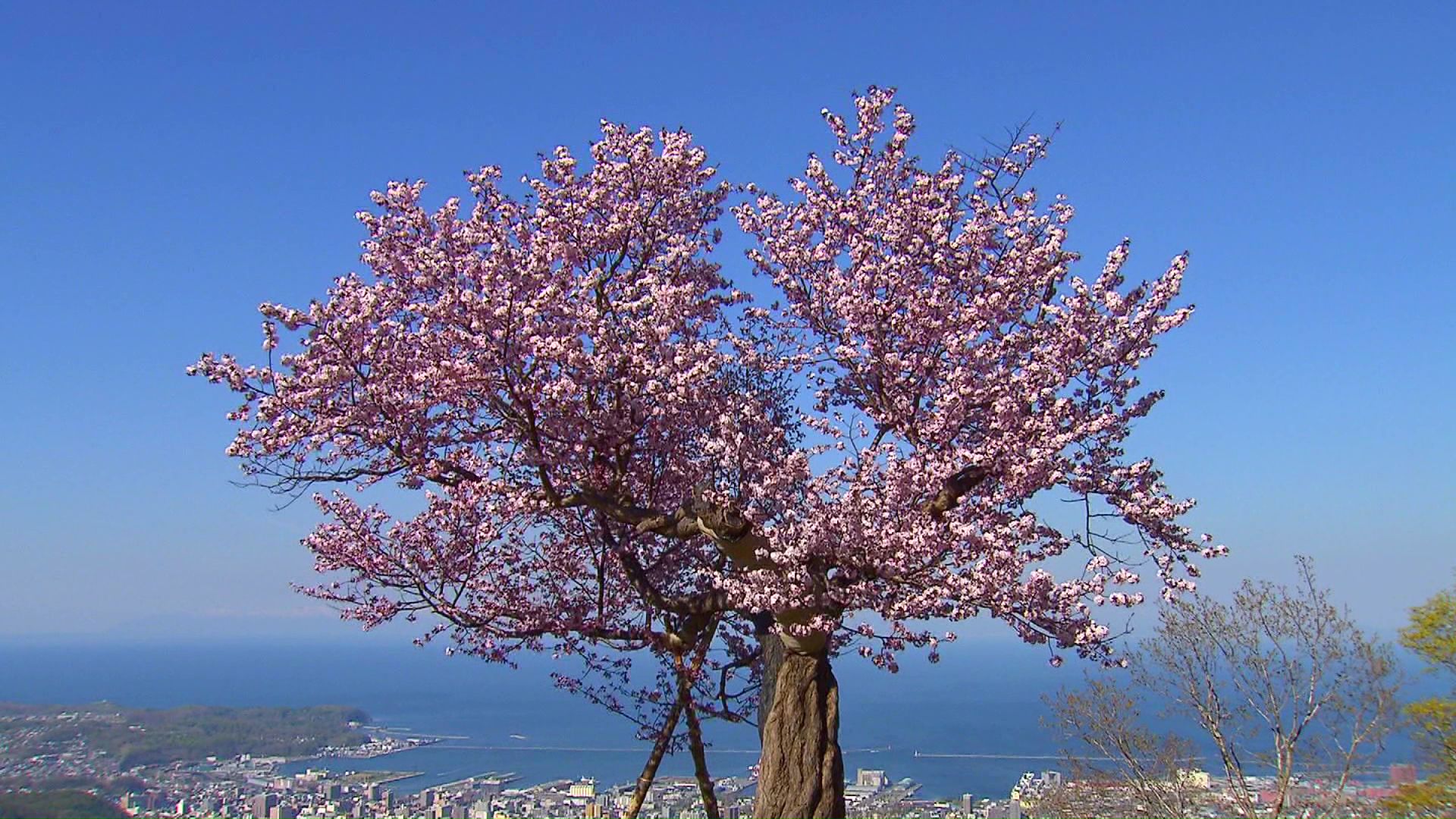 小樽・天狗山の「天狗桜」