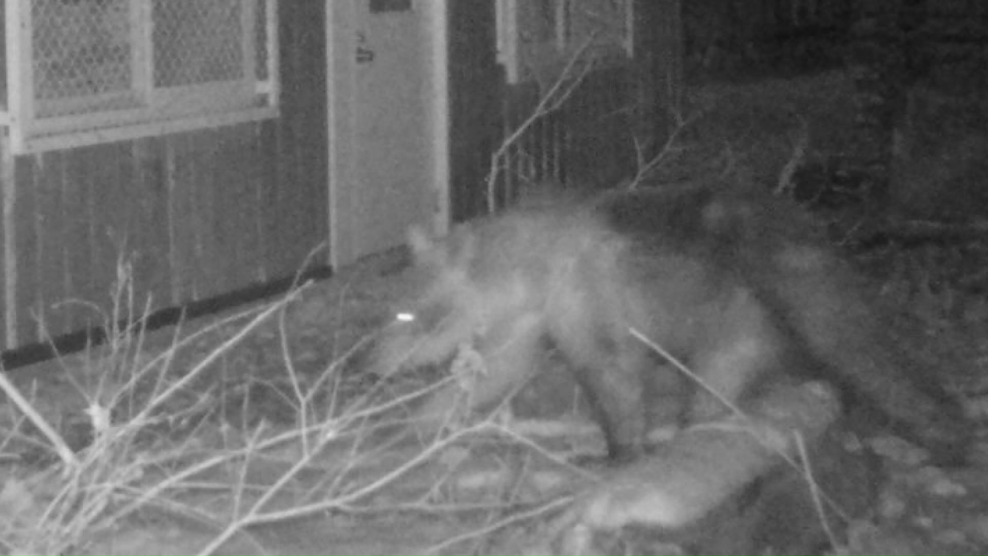 2025年に円山動物園へ侵入したクマ（提供：札幌市）