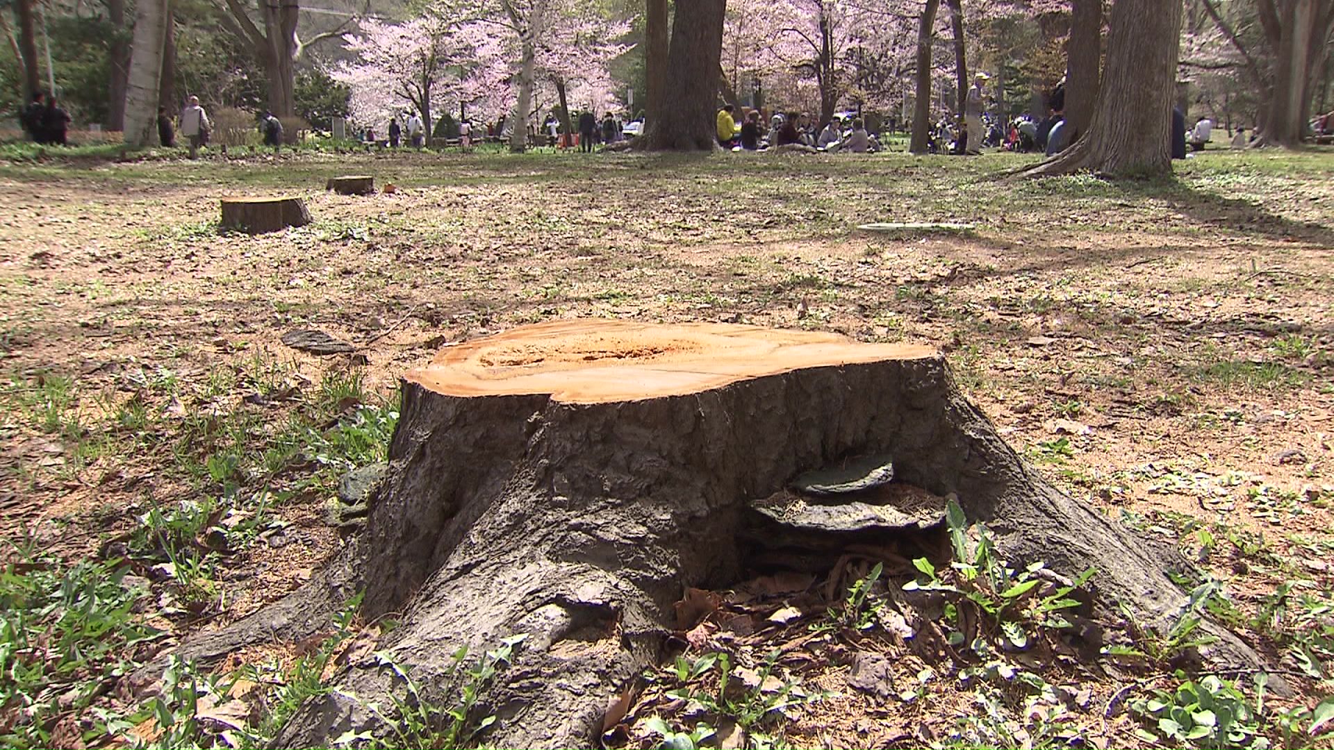 病気や害虫などに弱く本数が減っている
