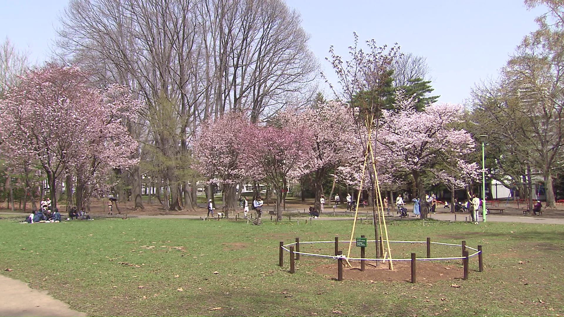 市民からエゾヤマザクラが寄付