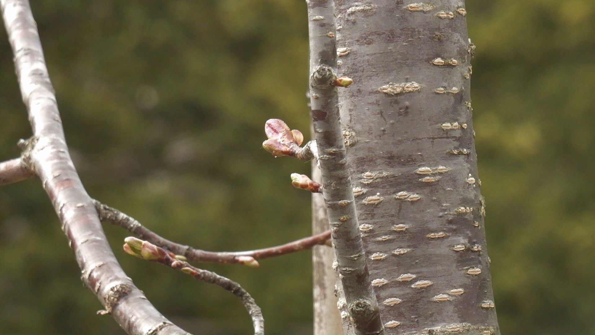 初めて咲く花を見ることができるかも…