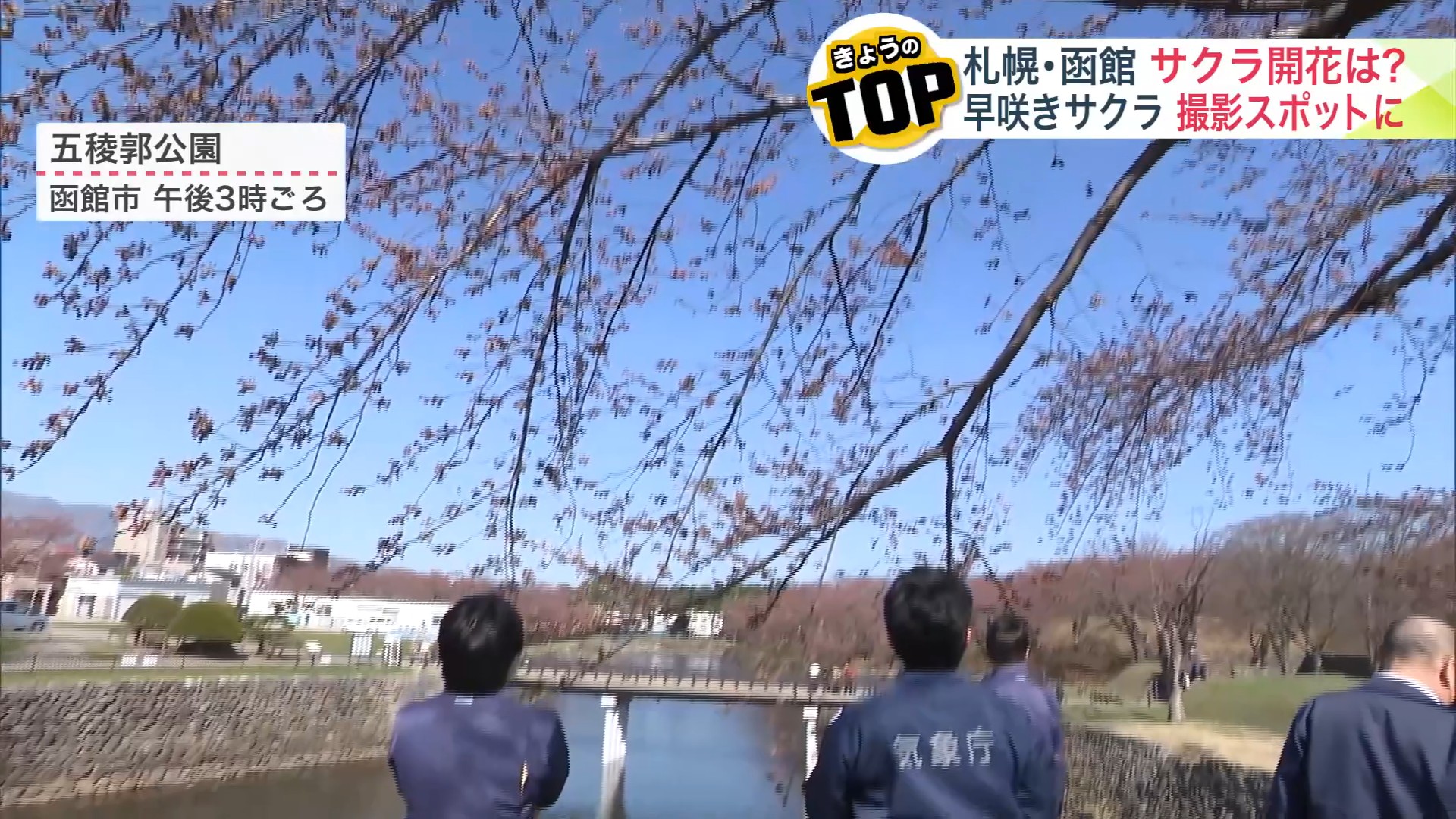 函館は開花宣言ならず