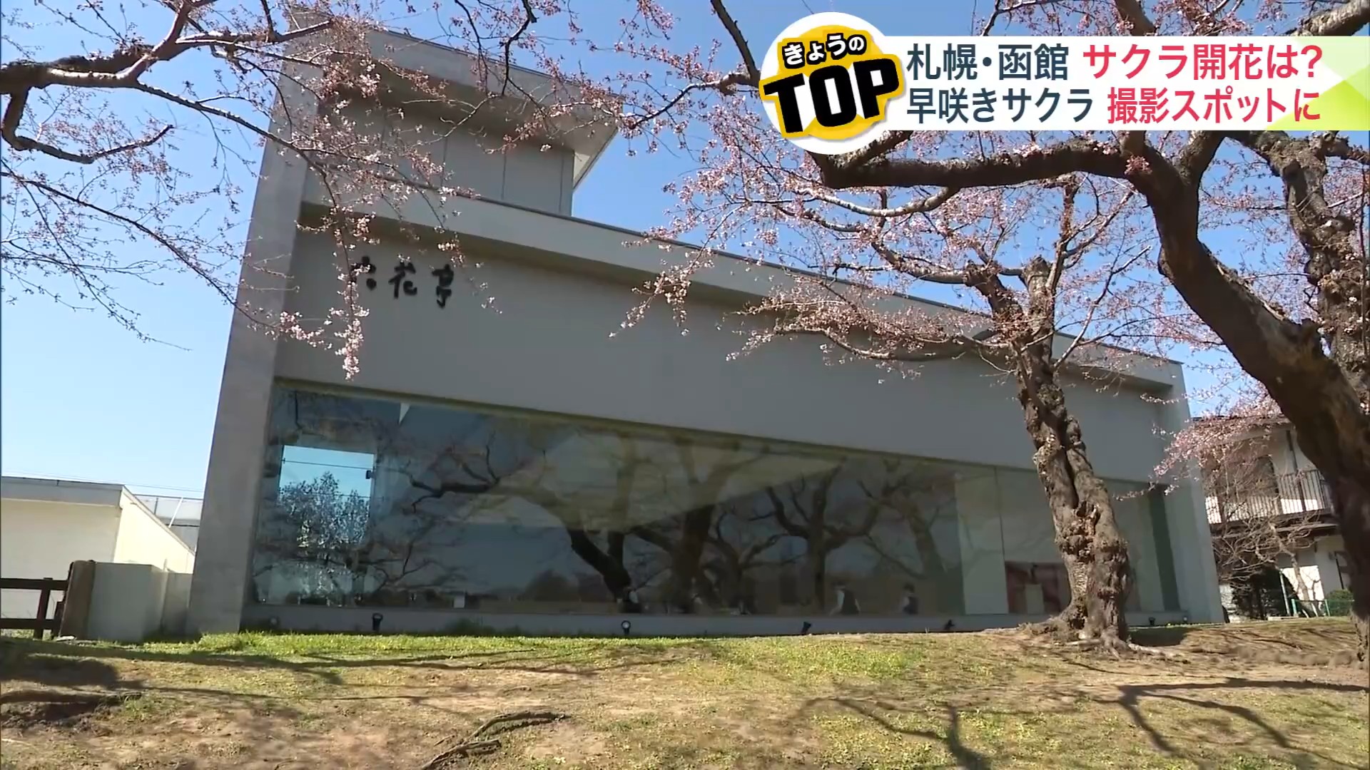 すでに開花している場所も