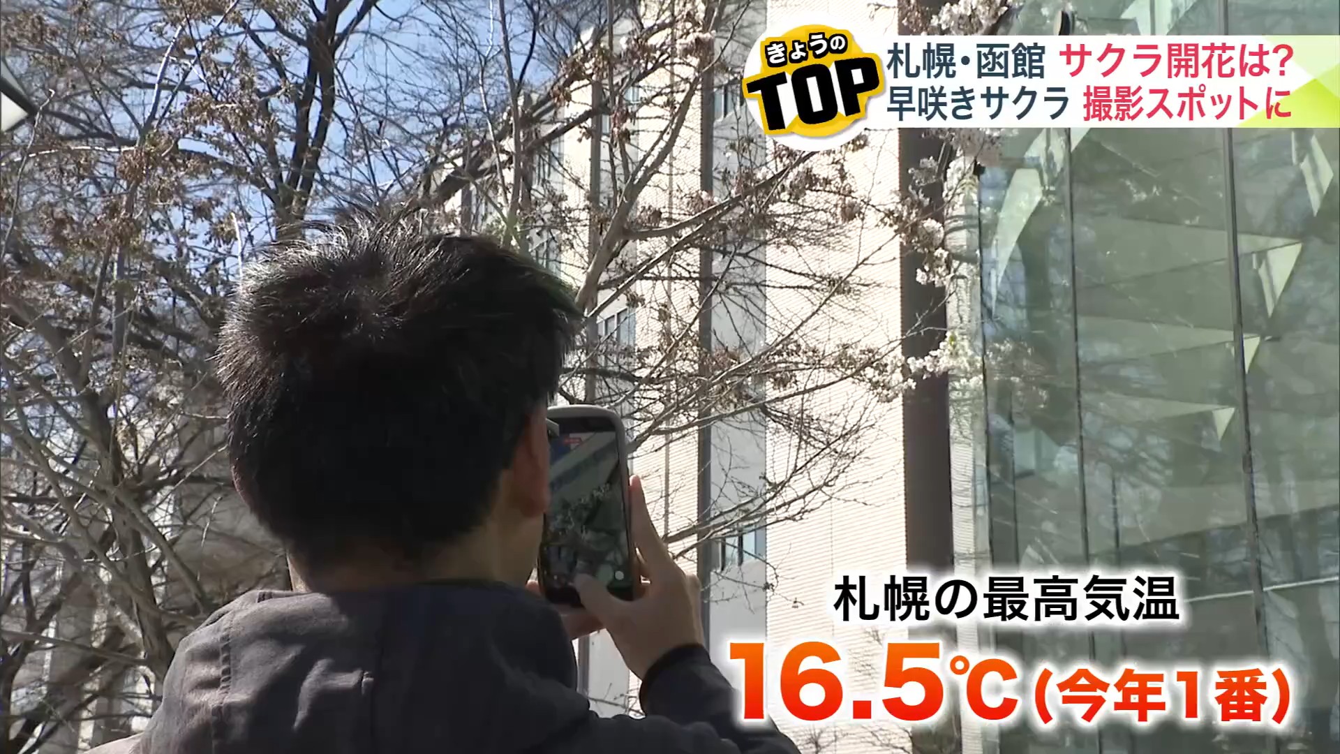 札幌の早咲きスポット、大通公園4丁目のサクラ