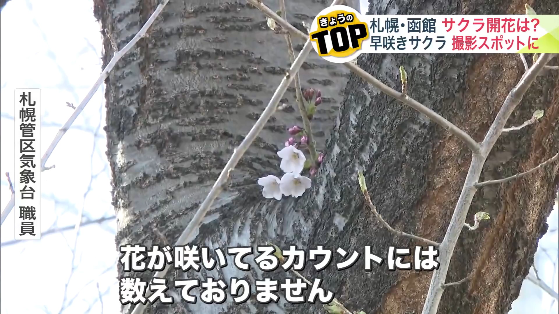 標本木に3輪咲いていたが「胴咲き」のためカウントされず