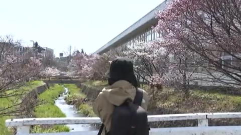 寒地土木研究所の敷地内に約170本の