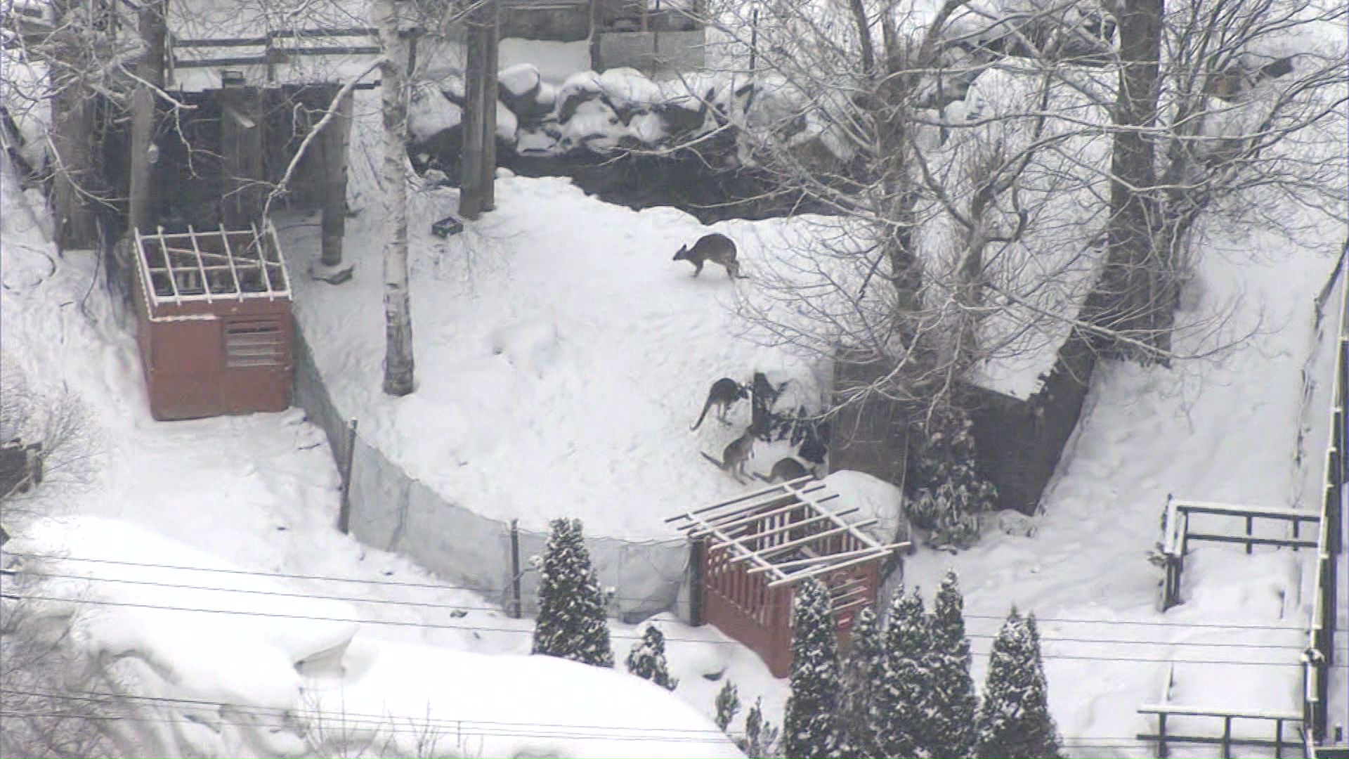 ノースサファリ（2025年12月）