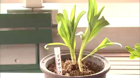 有毒のイヌサフラン(資料)