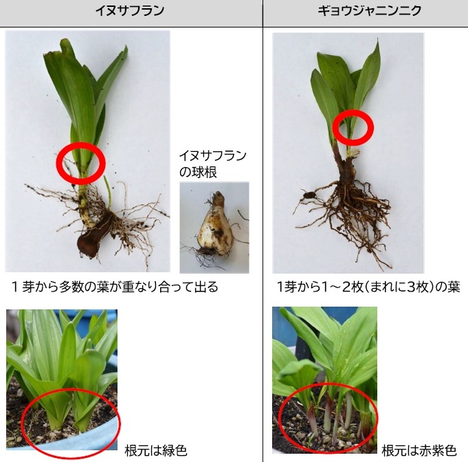 イヌサフランとギョウジャニンニクの違い（写真提供：北海道立衛生研究所）