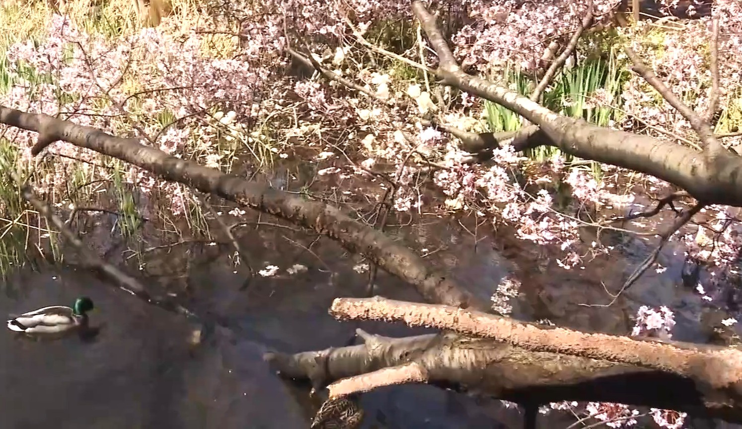 幹が折れたサクラの木