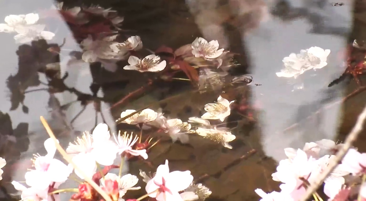 水に浸かるサクラ