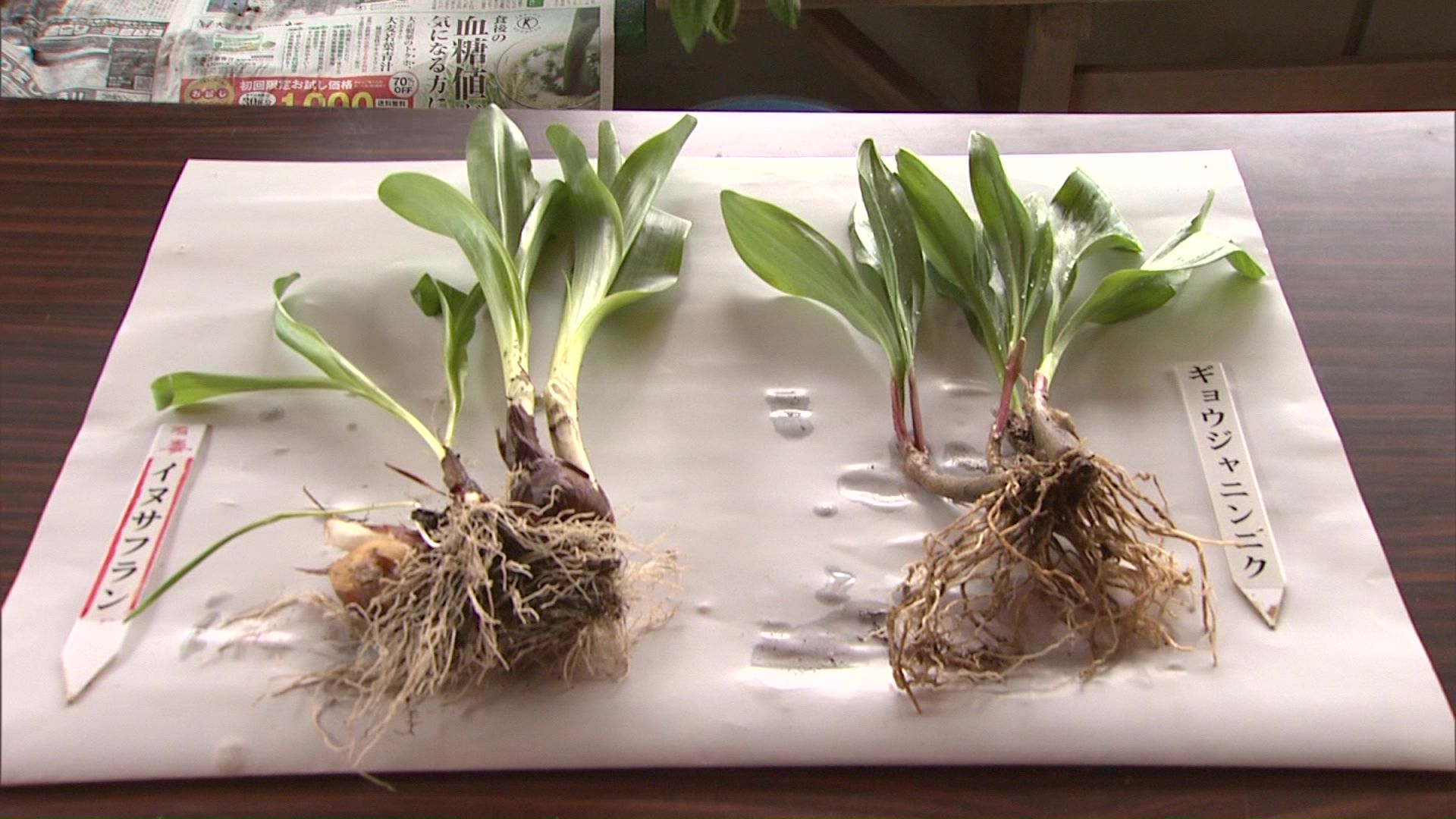 左がイヌサフラン、右がギョウジャニンニク