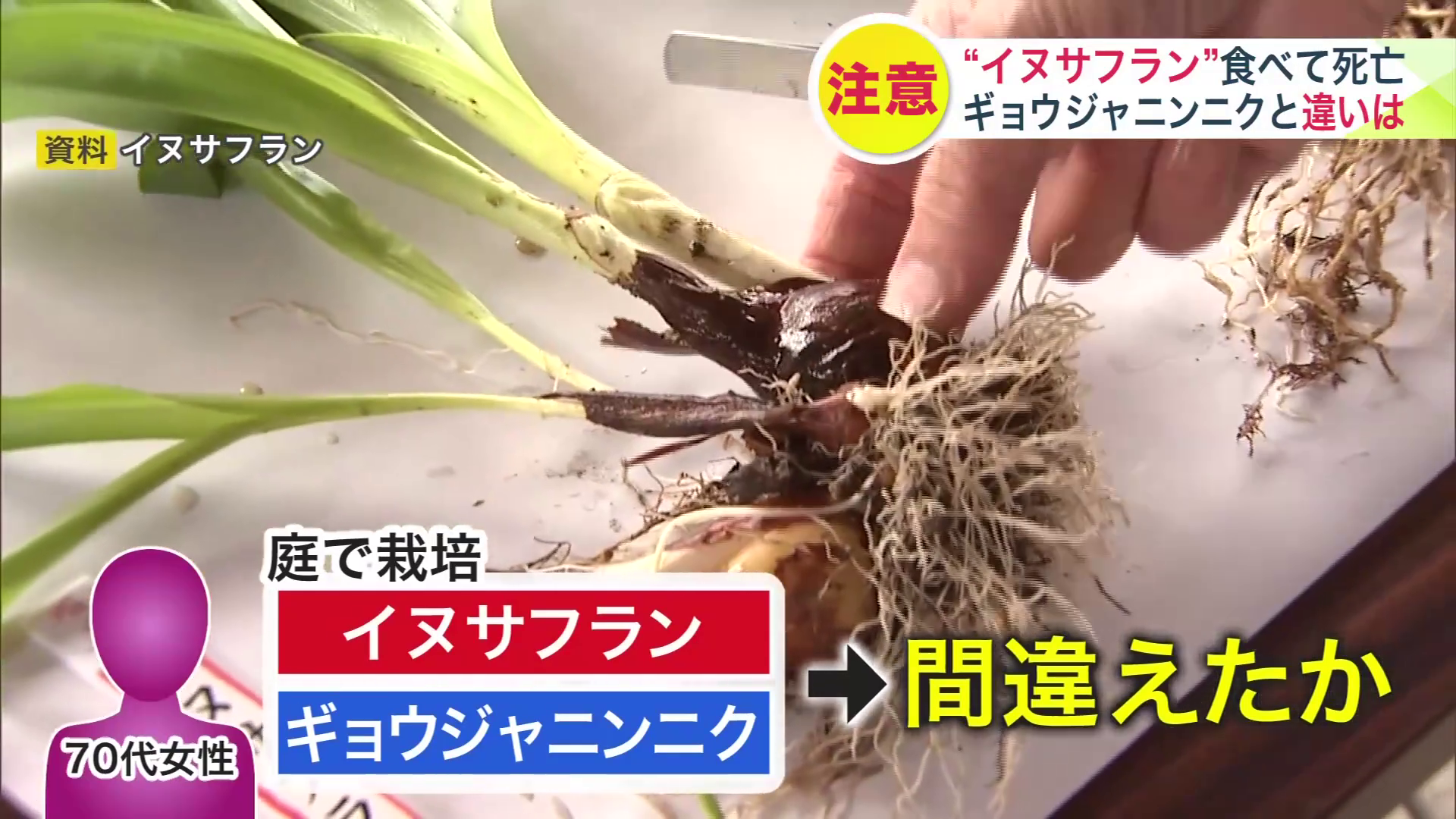 イヌサフラン（資料）