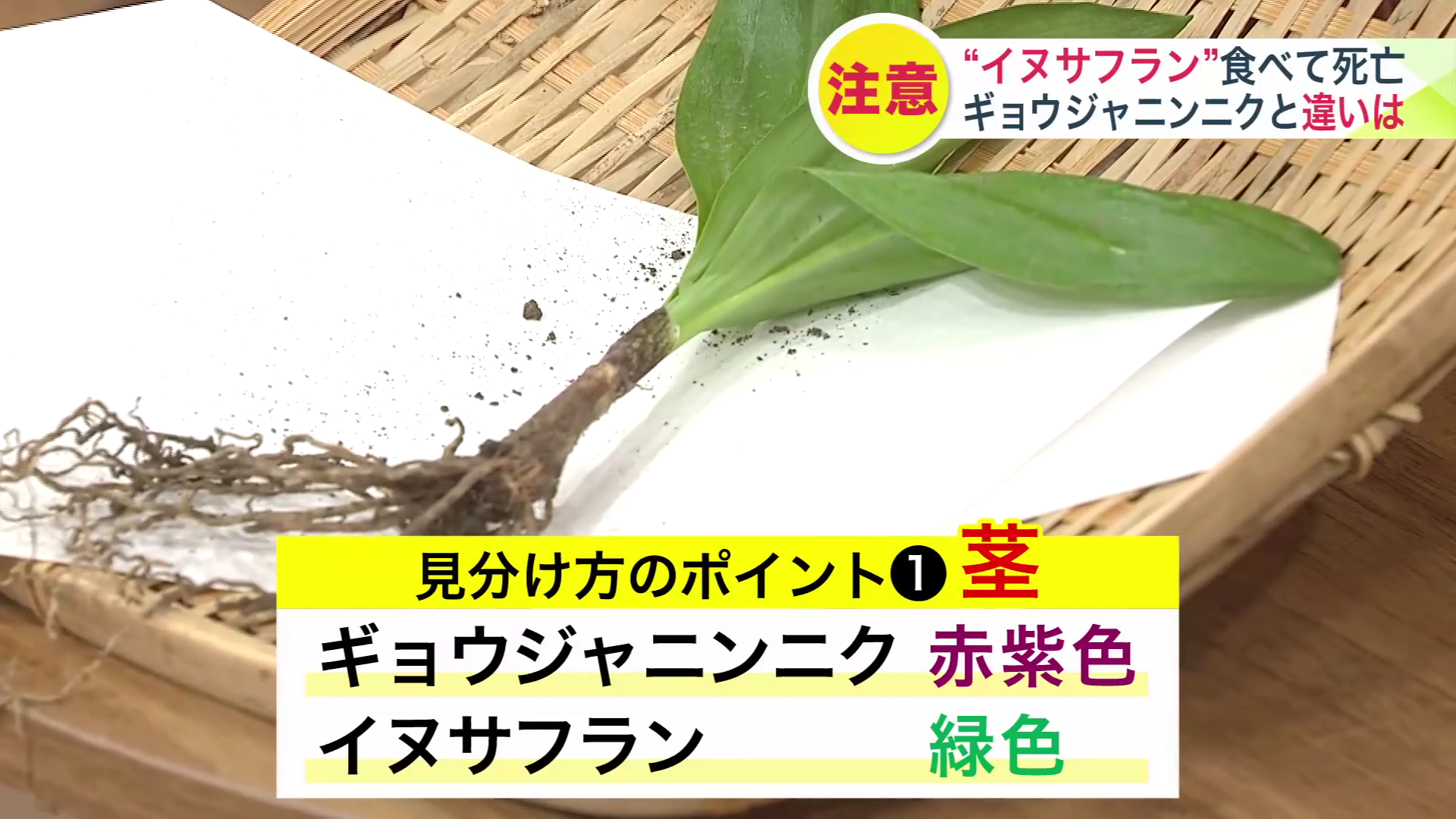 ギョウジャニンニクの茎は「赤紫色」