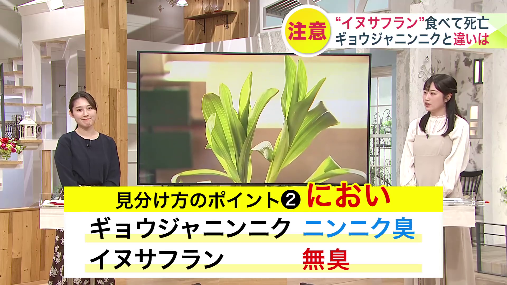 イヌサフランは「無臭」