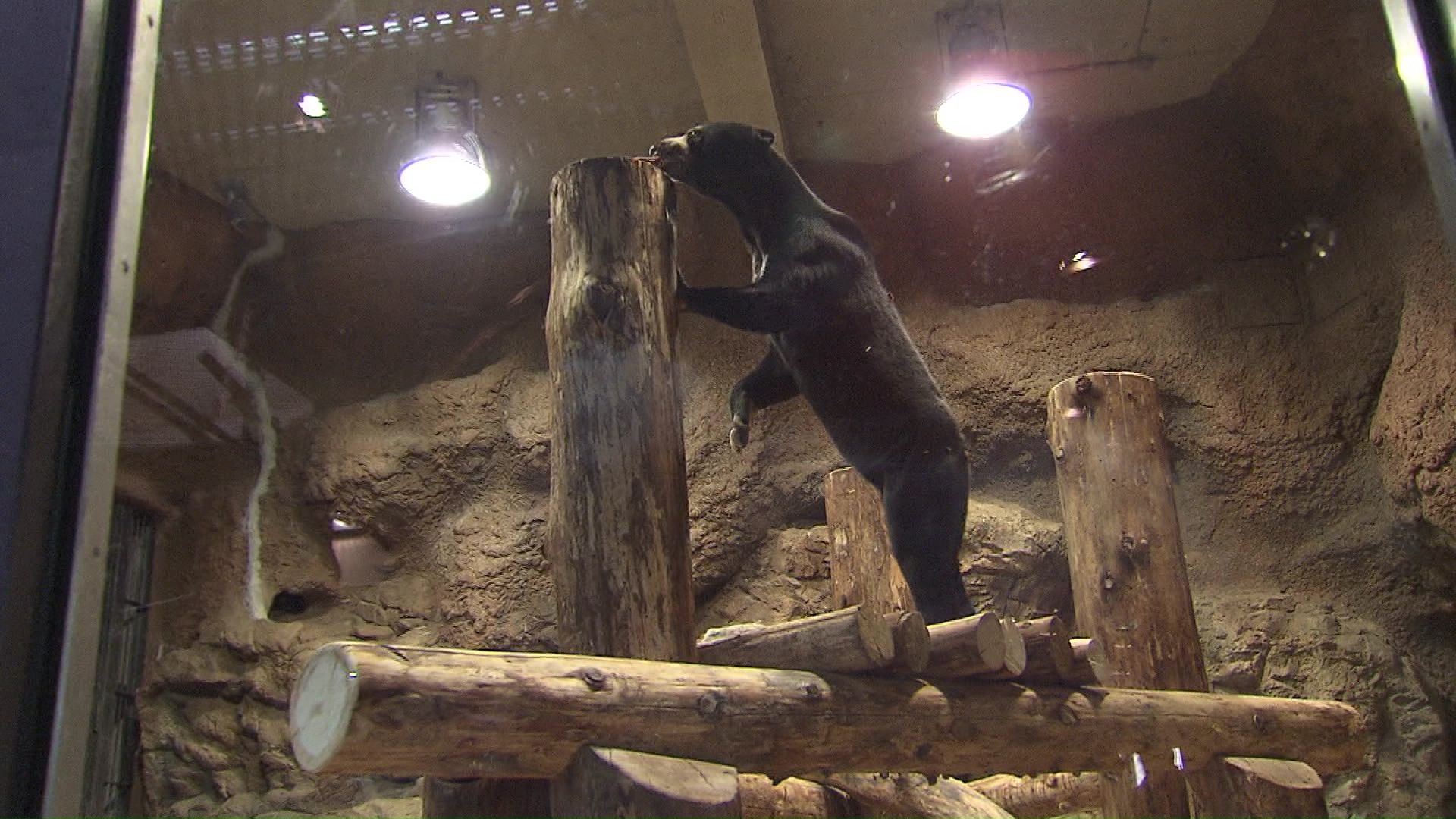 一頭ずつ交互に公開