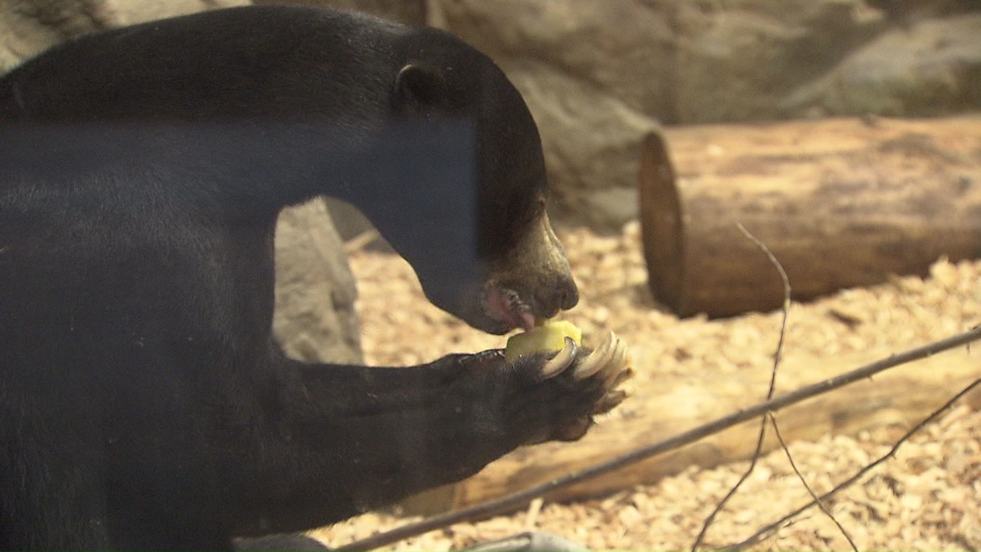 円山動物園では2年半ぶりの飼育