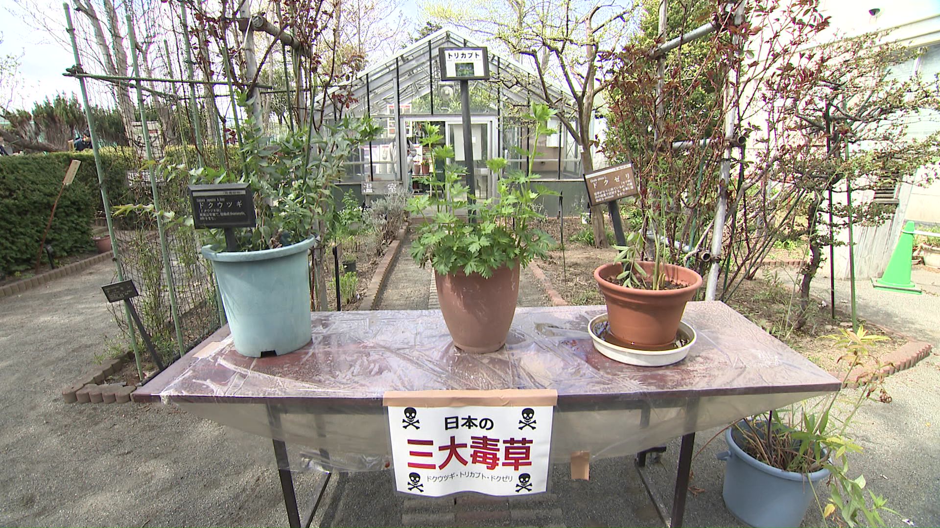 日本の三大毒草