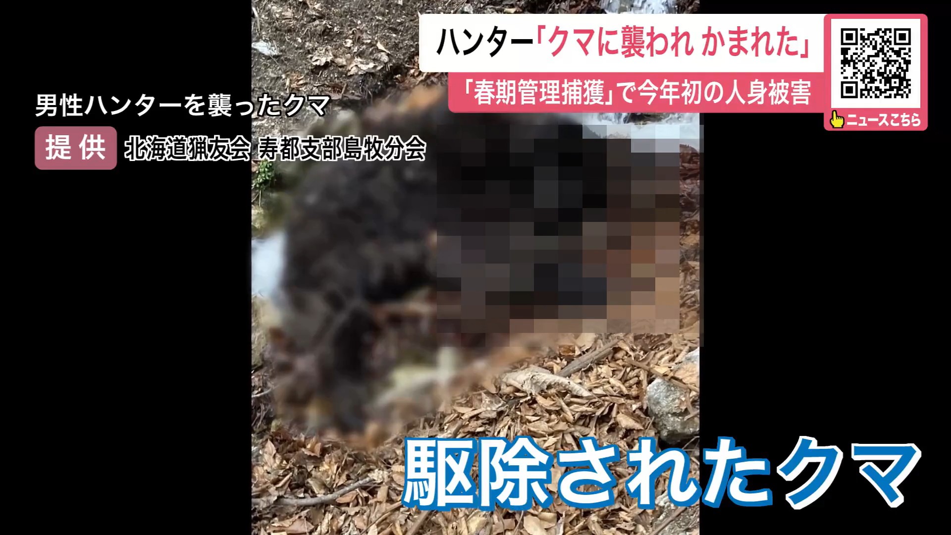 男性ハンターを襲ったクマ(提供:北海道猟友会 寿都支部島牧分会)※画面処理をしています