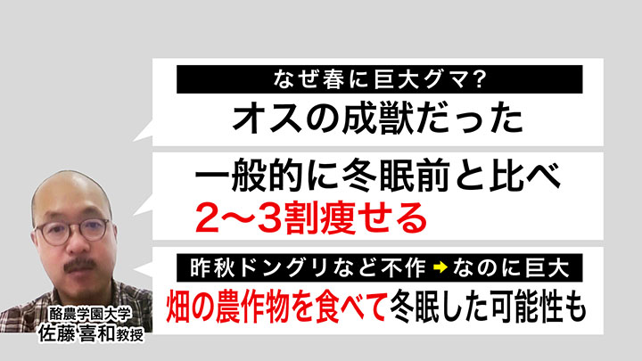 巨大グマがなぜ春に?