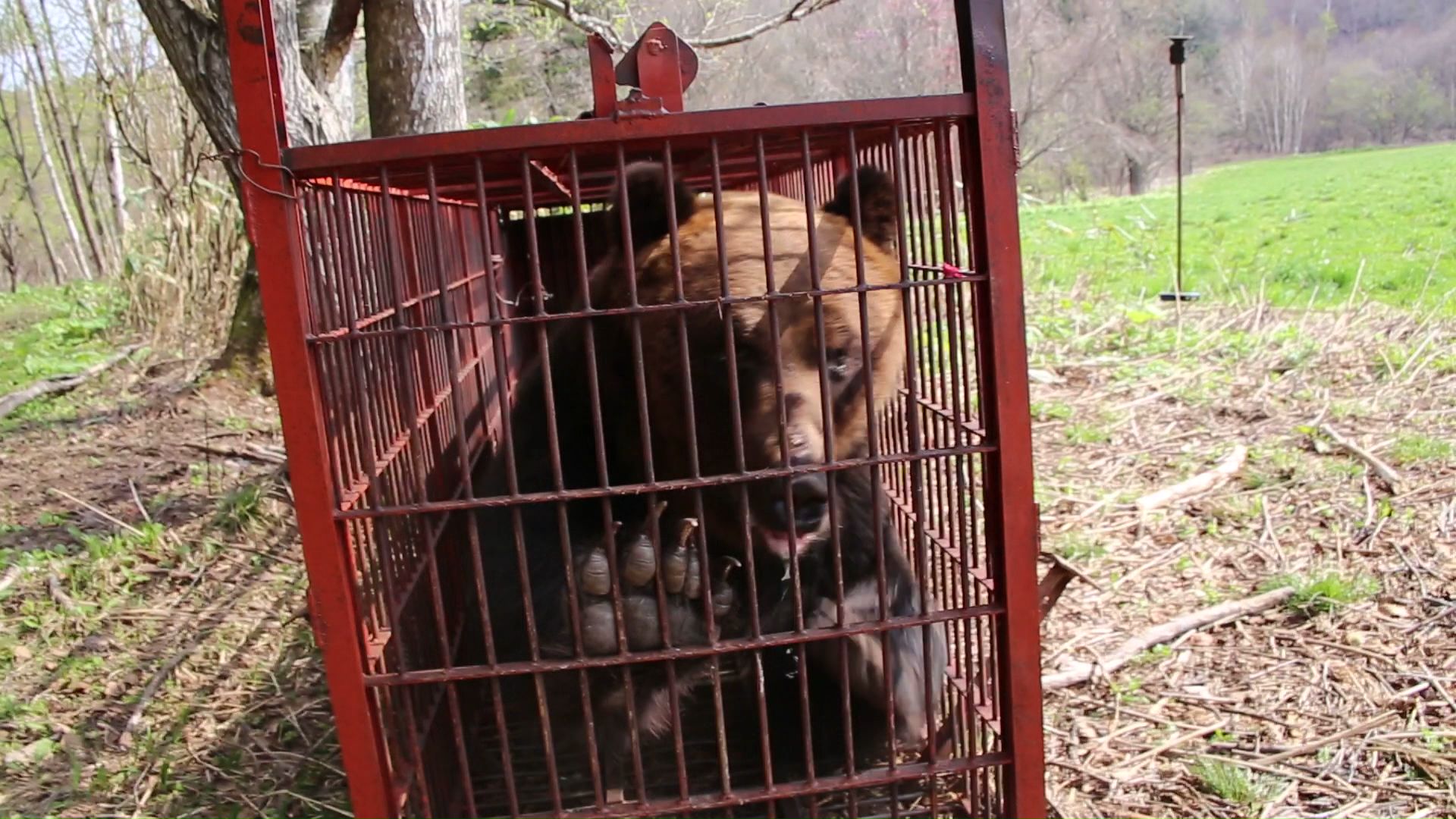 体重が330キロある巨大グマ（撮影：苫前町猟友会 林豊行会長）