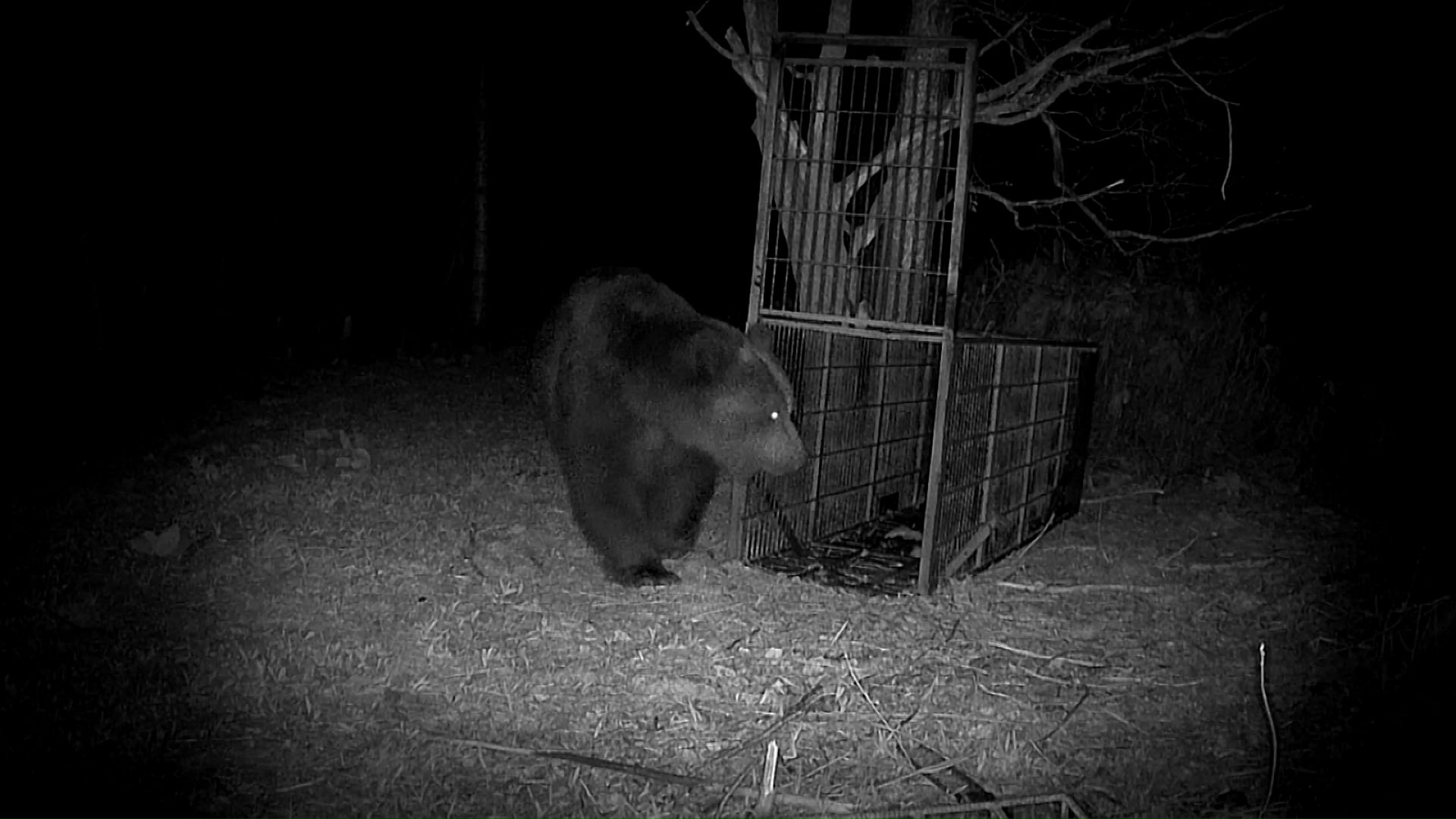 苫前町の人里近くで複数回クマを目撃