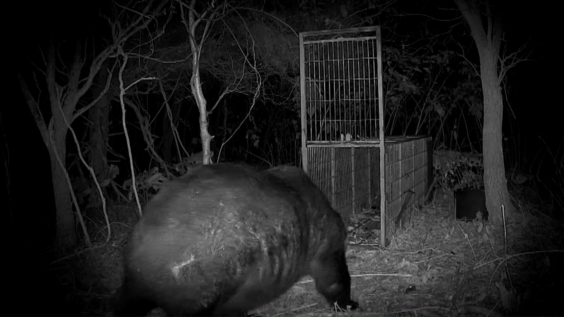 2025年11月に苫前町で確認されたクマ