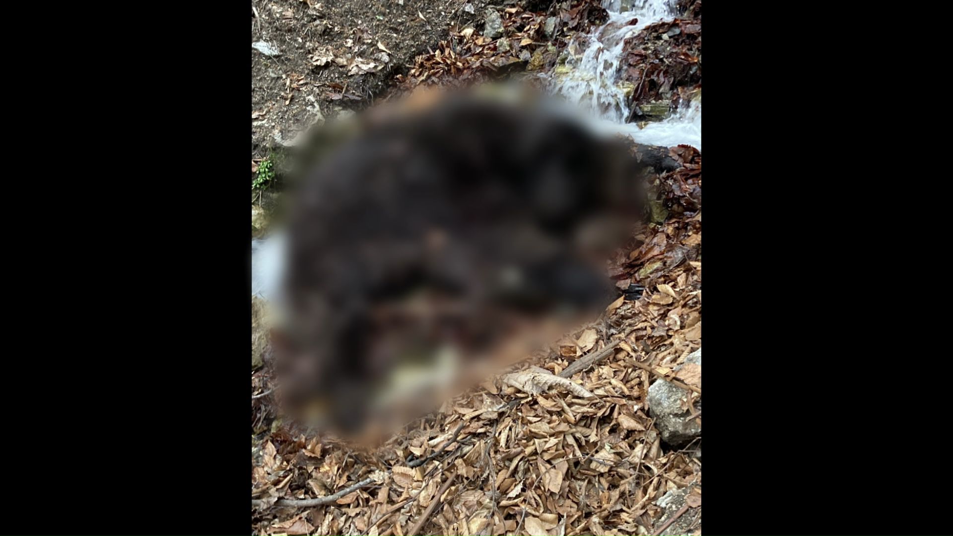 男性ハンターを襲ったクマ（提供：北海道猟友会 寿都支部島牧分会）