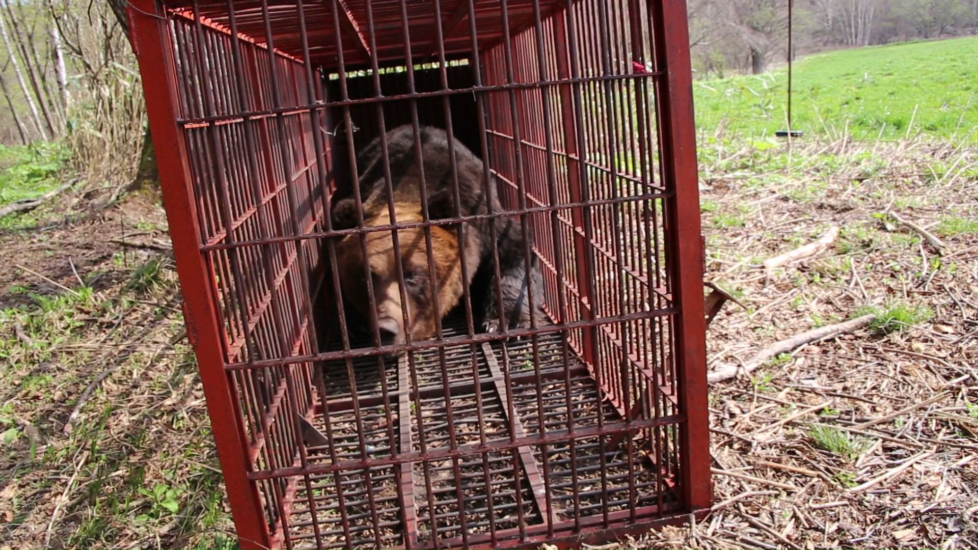 苫前町で捕獲されたクマ