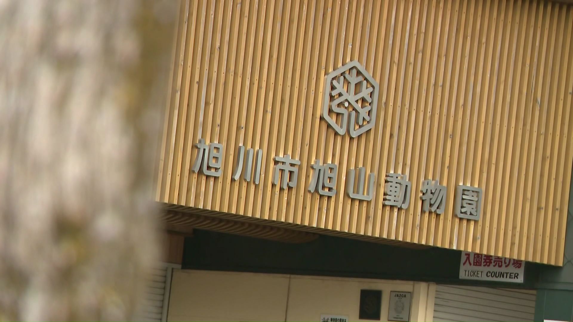 30代男が勤務している旭山動物園