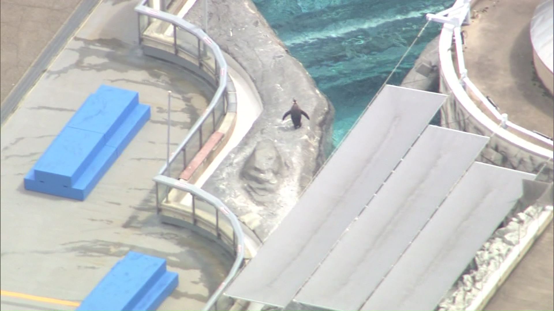 園内は閑散とし上空からは動物の姿だけが確認できる