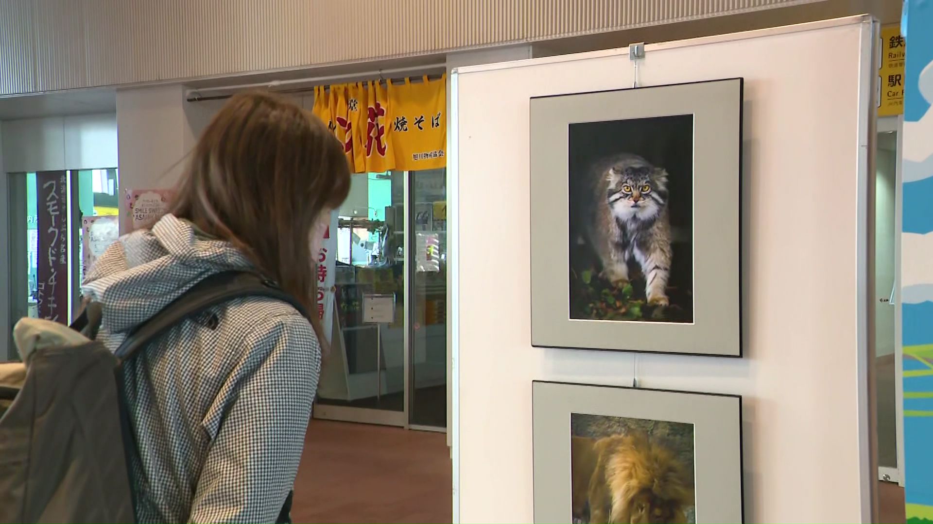 JR旭川駅などで旭山動物園応援の写真展が開催中