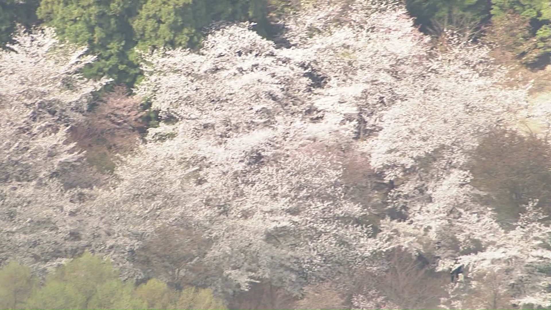 円山公園の桜