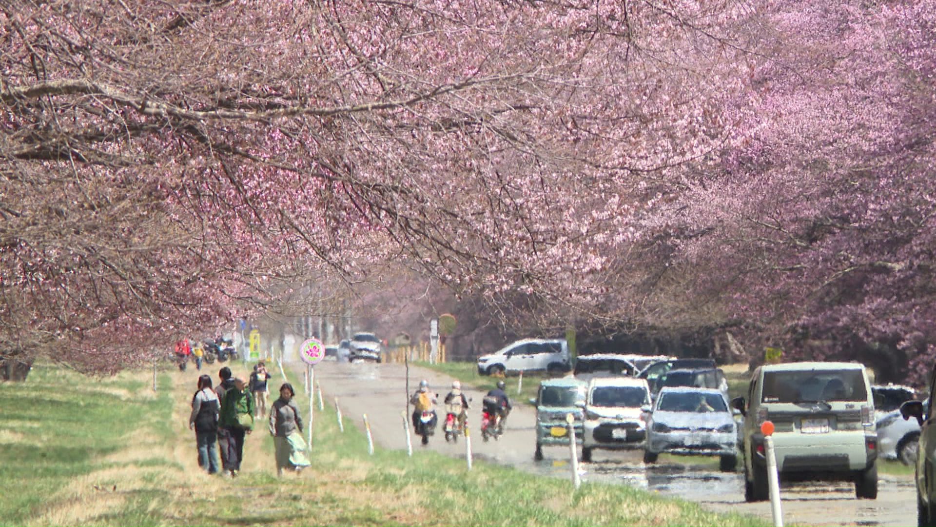 長い歴史を誇る美しいサクラ並木