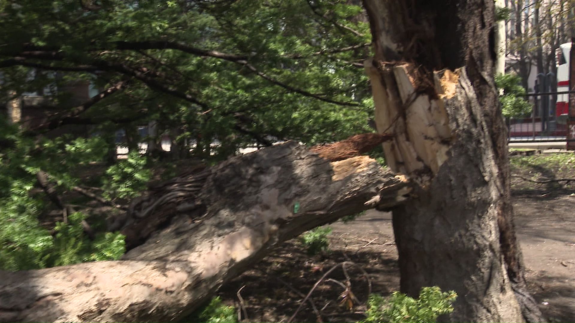 大きな幹が折れてしまった道庁前庭のサクラ