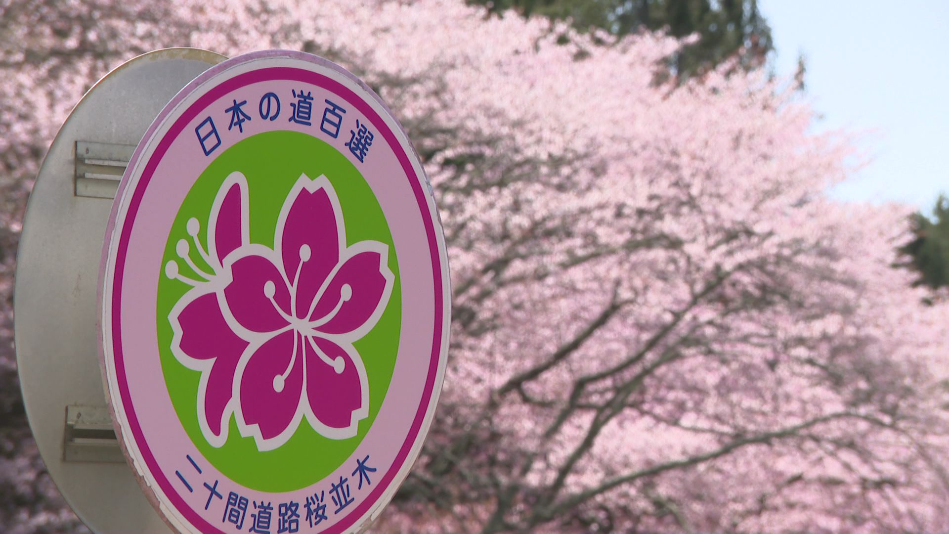 サクラ名所「二十間道路」でも木々の高齢化が…