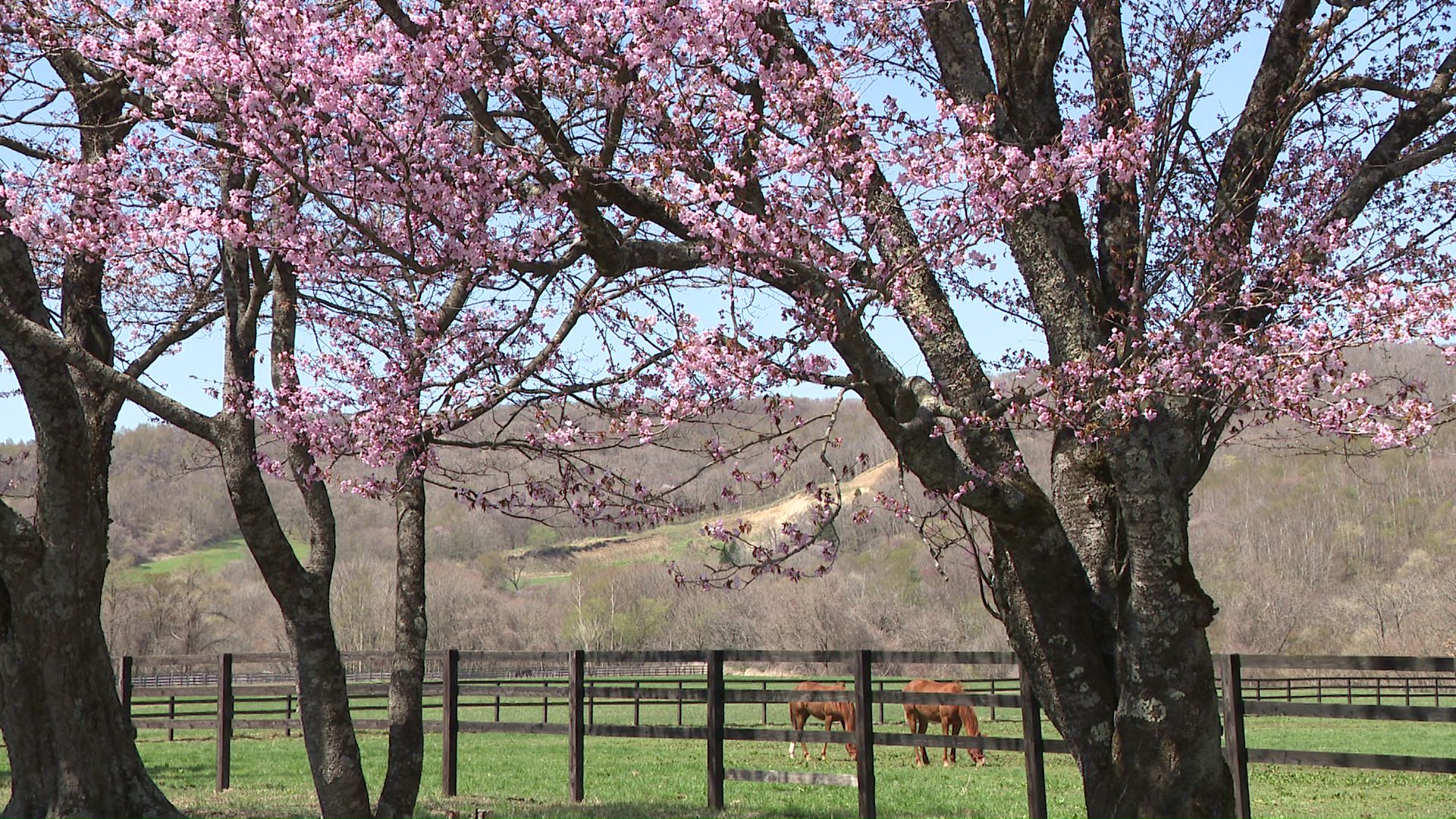 明治初期に御料牧場の設置に合わせてサクラが植えられたという