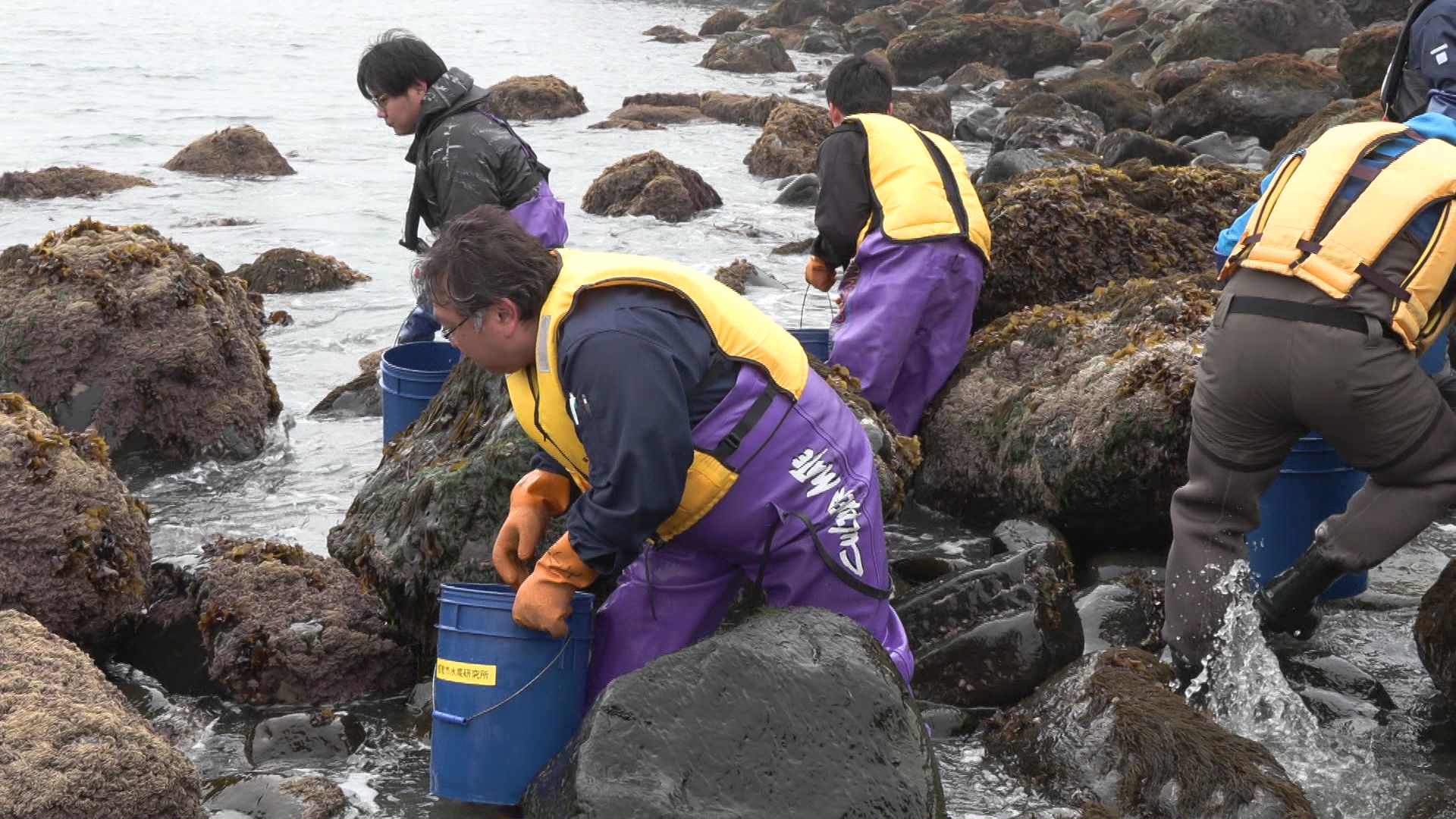 5年後の漁獲に期待を込めて放流