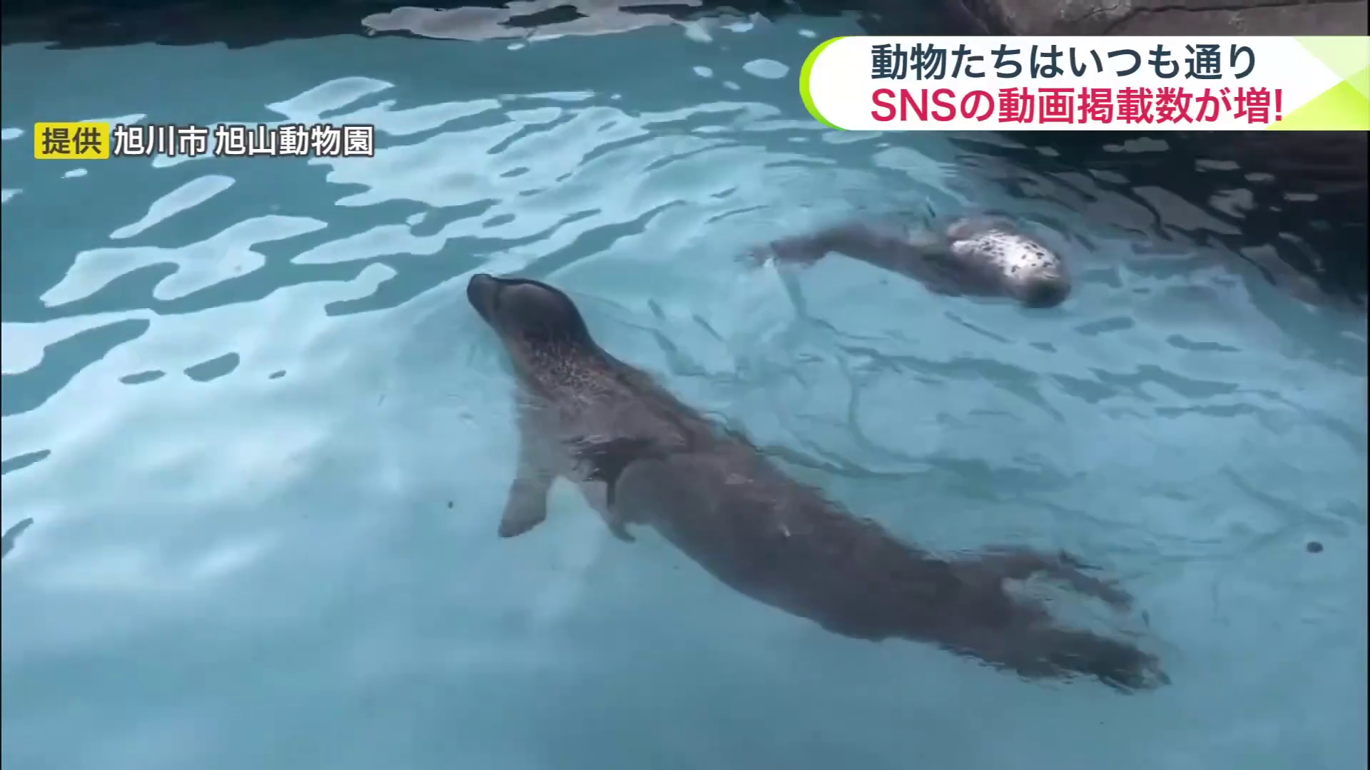 ゴマフアザラシ（提供：旭川市 旭山動物園）