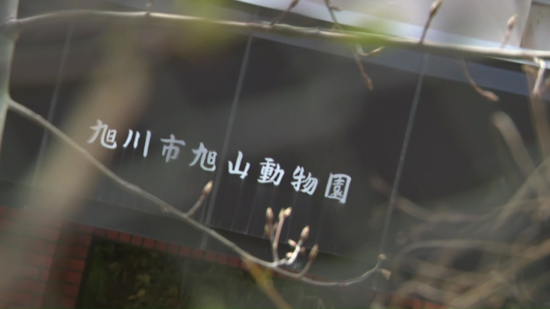 旭山動物園