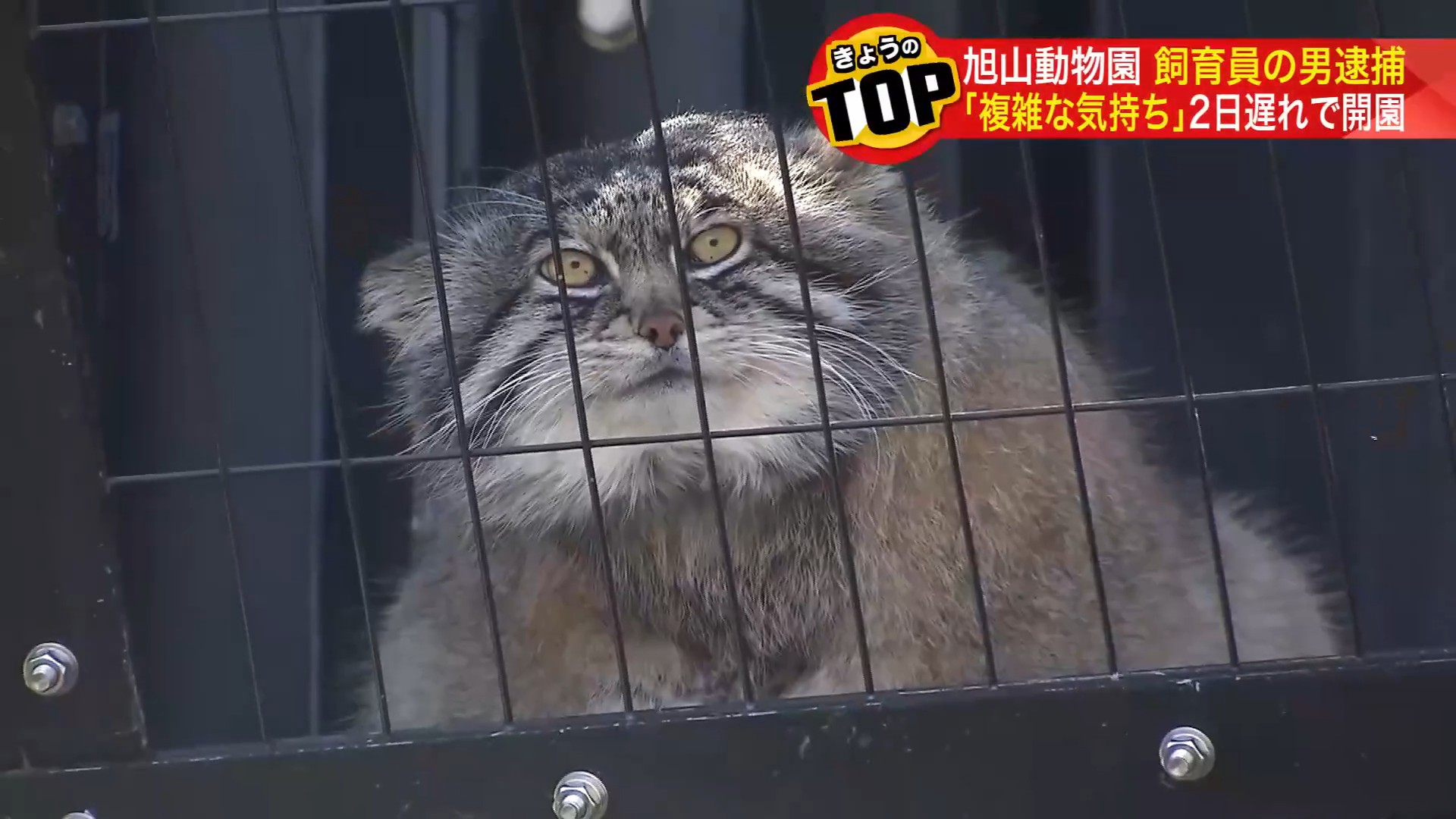 人気のマルヌネコ