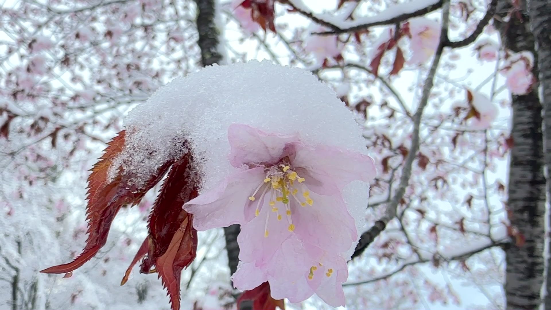 雪をかぶったエゾヤマザクラ